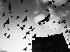 Be Fly